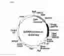 Fig. 07 - Codon-optimized gene for mutated shrimp luciferase and method for use thereof