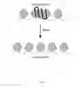 Fig. 02 - Detection of RNA-interacting regions in DNA
