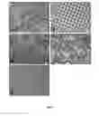 Fig. 03 - Gene and protein expression properties of adherent stromal cells cultured in 3D