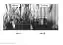 Fig. 04 - BACILLUS AMYLOLIQUEFACIENS RTI301 COMPOSITIONS AND METHODS OF USE FOR BENEFITING PLANT GROWTH AND TREATING PLANT DISEASE
