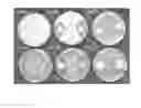 Fig. 09 - BACILLUS AMYLOLIQUEFACIENS RTI301 COMPOSITIONS AND METHODS OF USE FOR BENEFITING PLANT GROWTH AND TREATING PLANT DISEASE
