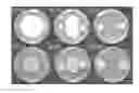 Fig. 10 - BACILLUS AMYLOLIQUEFACIENS RTI301 COMPOSITIONS AND METHODS OF USE FOR BENEFITING PLANT GROWTH AND TREATING PLANT DISEASE