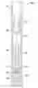 Fig. 01 - Setting tool for downhole applications