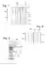 Fig. 11 - Torsional vibration damper assembly with speed-dependent characteristics