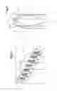 Fig. 03 - LIGHTING SYSTEM, IN PARTICULAR FOR A MOTOR VEHICLE LIGHTING MEMBER, COMPRISING A PRINTED CIRCUIT BOARD INCLINED IN RELATION TO THE LIGHTING DIRECTION