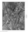 Fig. 04 - Camouflage Patterns