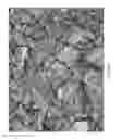 Fig. 06 - Camouflage Patterns