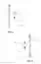 Fig. 04 - FRAME CONFIGURABLE FOR USE AS A BALLISTIC SHIELD AND RELATED METHODS
