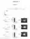 Fig. 14 - ASSAY FOR SCREENING COMPOUNDS THAT SELECTIVELY DECREASE THE NUMBER OF CANCER STEM CELLS