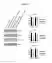 Fig. 45 - ASSAY FOR SCREENING COMPOUNDS THAT SELECTIVELY DECREASE THE NUMBER OF CANCER STEM CELLS