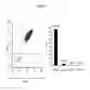 Fig. 48 - ASSAY FOR SCREENING COMPOUNDS THAT SELECTIVELY DECREASE THE NUMBER OF CANCER STEM CELLS