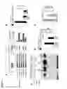 Fig. 03 - Compositions, Kits, and Methods for the Modulation of Immune Responses Using Galectin-1
