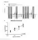 Fig. 11 - Method for the absolute quantification of naturally processed HLA-restricted cancer peptides