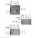 Fig. 05 - Compositions and methods for increasing bone mineralization