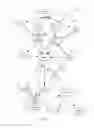 Fig. 05 - Method and apparatus for separating chemical species in magnetic resonance imaging
