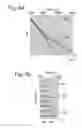 Fig. 08 - DETECTING AND ESTIMATING ANISOTROPY ERRORS USING FULL WAVEFORM INVERSION AND RAY BASED TOMOGRAPHY