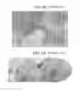 Fig. 05 - Liquid crystal lens film structure, method of fabricating the same and image display device with the same