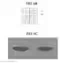 Fig. 07 - Liquid crystal lens film structure, method of fabricating the same and image display device with the same