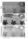 Fig. 08 - Coherent diffractive imaging with arbitrary angle of incidence