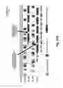 Fig. 35 - Memory system topologies including a buffer device and an integrated circuit memory device
