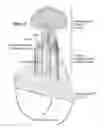 Fig. 03 - Rotavirus particles with chimeric surface proteins