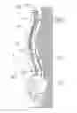 Fig. 03 - Spinal injection trainer and methods therefor