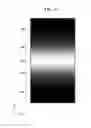 Fig. 24 - Display device and method for driving the same