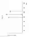 Fig. 07 - Method for analysis of sample and apparatus therefor