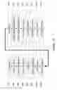 Fig. 13 - FinFET with multiple dislocation planes and method for forming the same