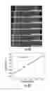 Fig. 12 - METHODS AND SYSTEMS FOR CHEMICALLY ENCODING HIGH-RESOLUTION SHAPES IN SILICON NANOWIRES