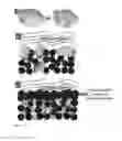 Fig. 15 - Sulfur nanosponge cathode for lithium—sulfur battery and methods of manufacture thereof