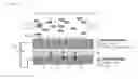 Fig. 03 - Filtration-Active Fuel Cell
