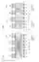 Fig. 35 - Parallel bit interleaver