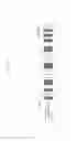 Fig. 150 - Switched pixel visible light transmitting method, apparatus and program