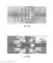Fig. 19 - SINGLE MOLECULE DETECTION
