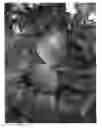 Fig. 01 - Apple tree named 'Inolov'