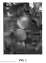 Fig. 02 - Apple tree named 'Inolov'