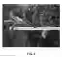 Fig. 04 - Apple tree named 'Inolov'