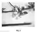 Fig. 06 - Apple tree named 'Inolov'