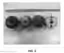 Fig. 07 - Apple tree named 'Inolov'