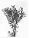 Fig. 01 - Chamelaucium plant named 'JUPITER'