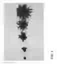 Fig. 03 - Chrysanthemum Plant Named 'Zanmugrape'