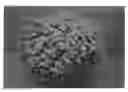 Fig. 01 - Chrysanthemum Plant Named 'Zanmubutter'
