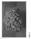 Fig. 02 - Chrysanthemum Plant Named 'Zanmubutter'
