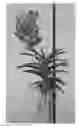 Fig. 01 - Vanda plant named SPCDW1409
