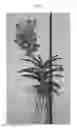 Fig. 02 - Vanda plant named SPCDW1409