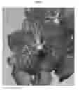 Fig. 04 - Vanda plant named SPCDW1409