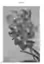 Fig. 05 - Vanda plant named SPCDW1409