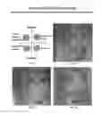 Fig. 08 - Method and Composition for Hypothermic Storage of Placental Tissue