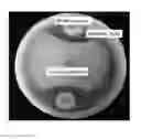 Fig. 01 - Compositions comprising strains and methods of use to suppress the activities and growth of fungal plant pathogens